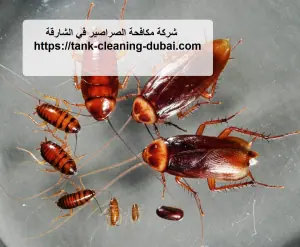 [صورة: %D8%B4%D8%B1%D9%83%D8%A9-%D9%85%D9%83%D8...7.jpg.webp]