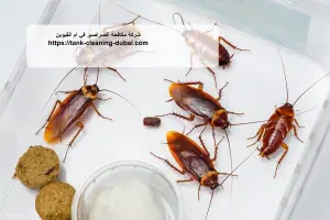 [صورة: %D8%B4%D8%B1%D9%83%D8%A9-%D9%85%D9%83%D8...0.jpg.webp]