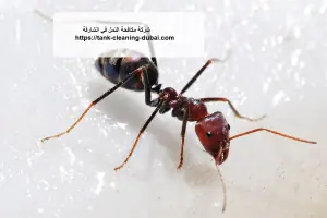 [صورة: %D8%B4%D8%B1%D9%83%D8%A9-%D9%85%D9%83%D8...0.jpg.webp]