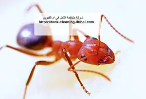 [صورة: %D8%B4%D8%B1%D9%83%D8%A9-%D9%85%D9%83%D8...4.jpg.webp]