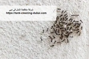 [صورة: %D8%B4%D8%B1%D9%83%D8%A9-%D9%85%D9%83%D8...9.jpg.webp]