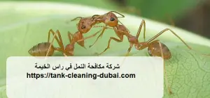 [صورة: %D8%B4%D8%B1%D9%83%D8%A9-%D9%85%D9%83%D8...1.jpg.webp]