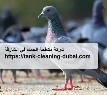 شركة مكافحة الحمام في الشارقة