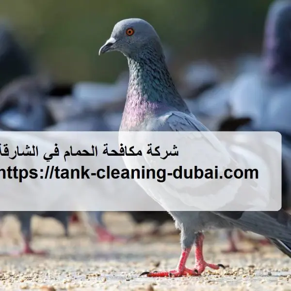 شركة مكافحة الحمام في الشارقة