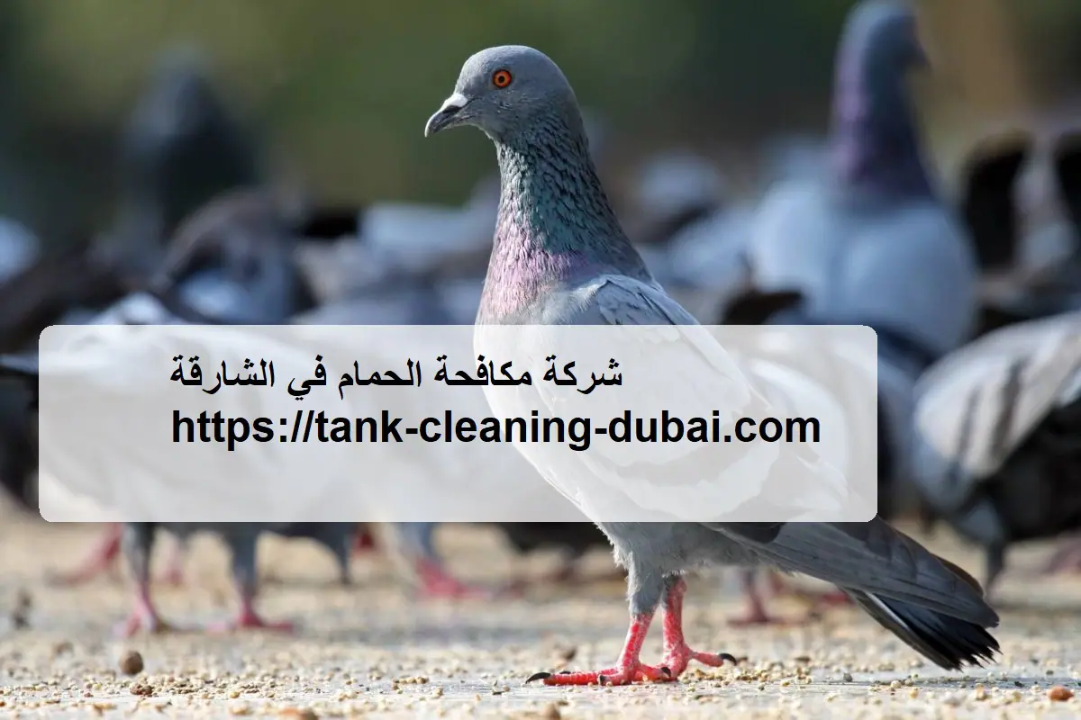 شركة مكافحة الحمام في الشارقة