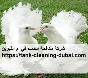 شركة مكافحة الحمام في ام القيوين