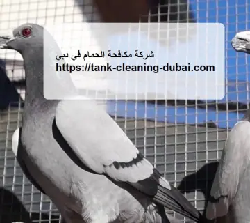 شركة مكافحة الحمام في دبي