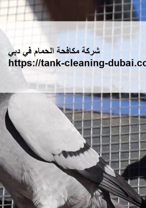 شركة مكافحة الحمام في دبي