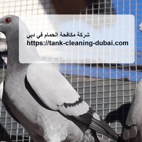شركة مكافحة الحمام في دبي