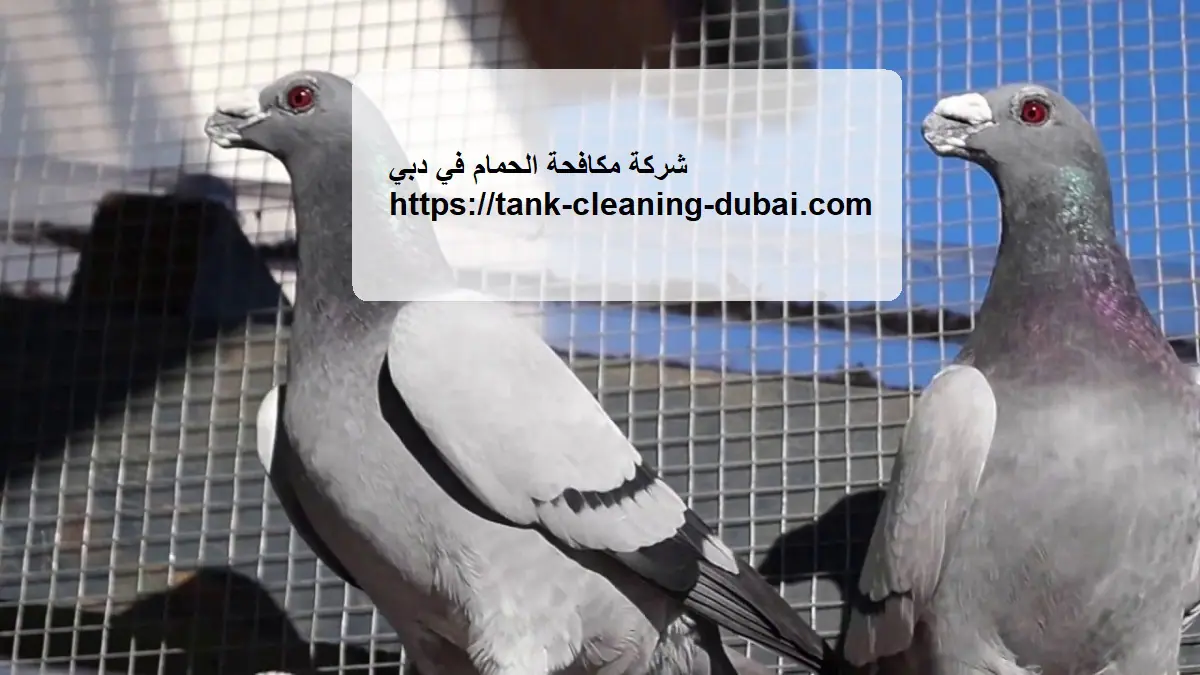 شركة مكافحة الحمام في دبي