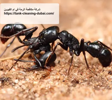 شركة مكافحة الرمة في ام القيوين