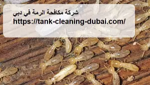 شركة مكافحة الرمة في دبي