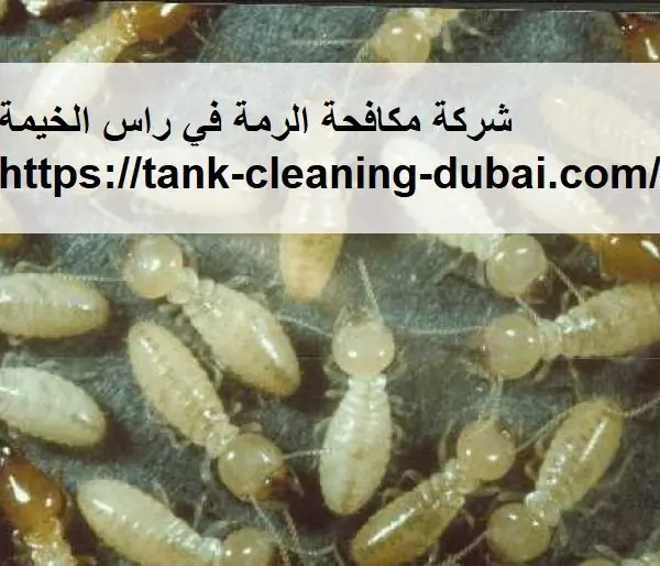 شركة مكافحة الرمة في راس الخيمة