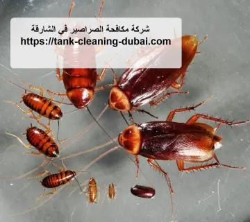 شركة مكافحة الصراصير في الشارقة