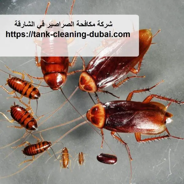 شركة مكافحة الصراصير في الشارقة