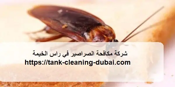شركة مكافحة الصراصير في راس الخيمة