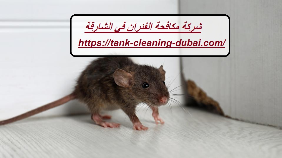 شركة مكافحة الفئران في الشارقة