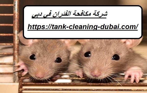 شركة مكافحة الفئران في دبي