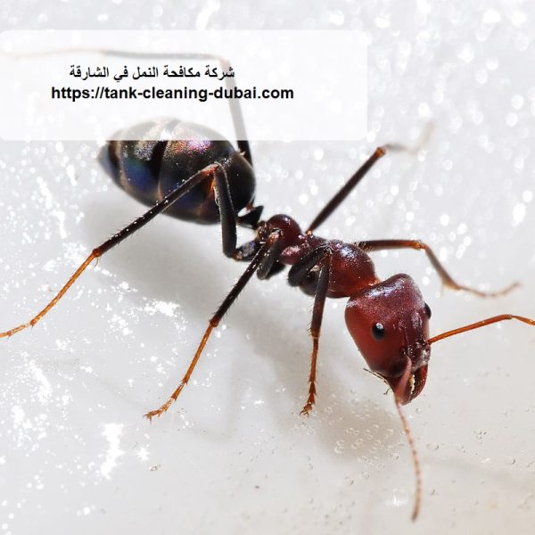 شركة مكافحة النمل في الشارقة