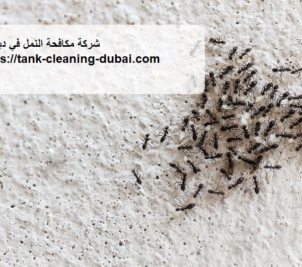 شركة مكافحة النمل في دبي