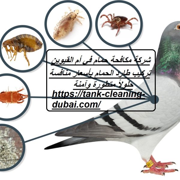 شركة مكافحة حمام في أم القيوين