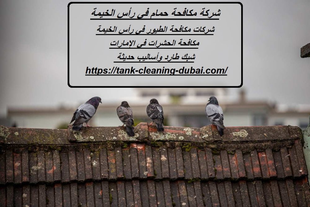 شركة مكافحة حمام في رأس الخيمة