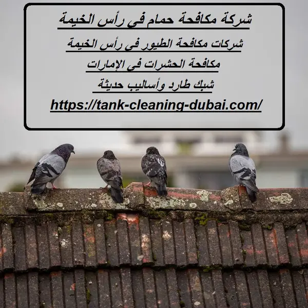 شركة مكافحة حمام في رأس الخيمة