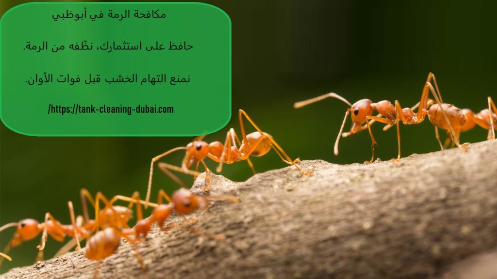 مكافحة الرمة في ابوظبي مكافحة الرمة في ابوظبي