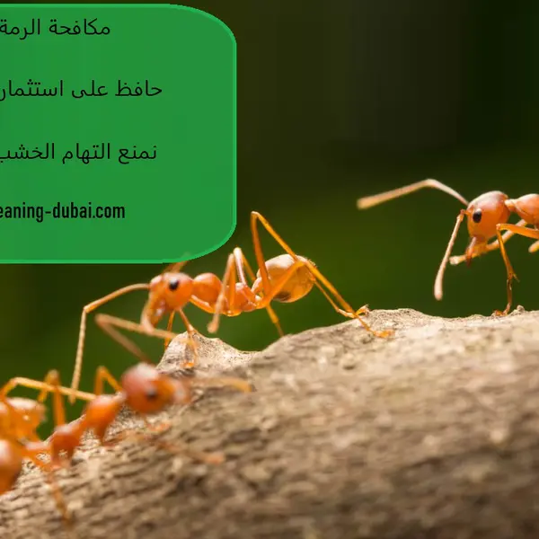 مكافحة الرمة في ابوظبي