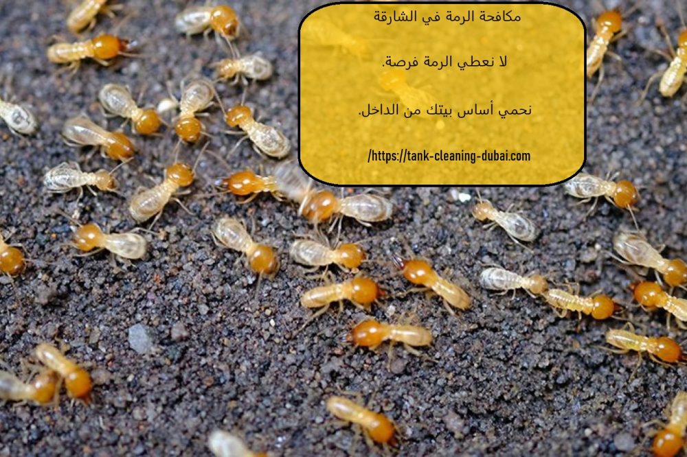 مكافحة الرمة في الشارقة