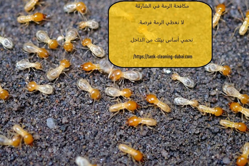مكافحة الرمة في الشارقة مكافحة الرمة في الشارقة