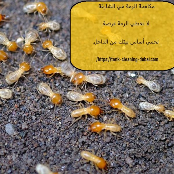 مكافحة الرمة في الشارقة