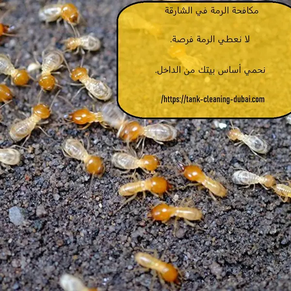 مكافحة الرمة في الشارقة