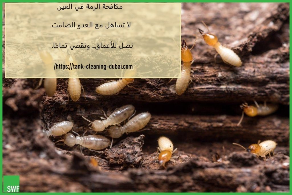 مكافحة الرمة في العين مكافحة الرمة في العين