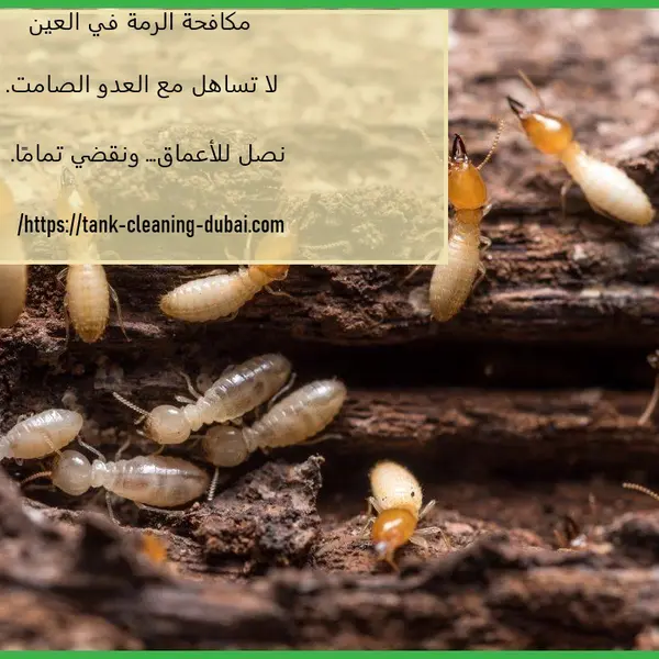 مكافحة الرمة في العين