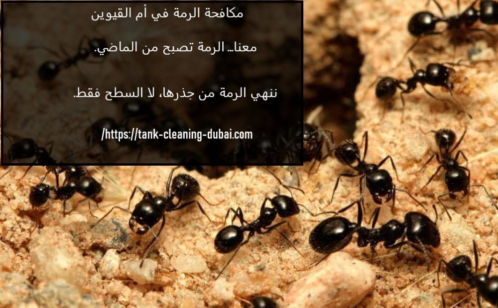 مكافحة الرمة في ام القيوين