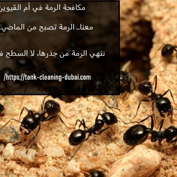 مكافحة الرمة في ام القيوين