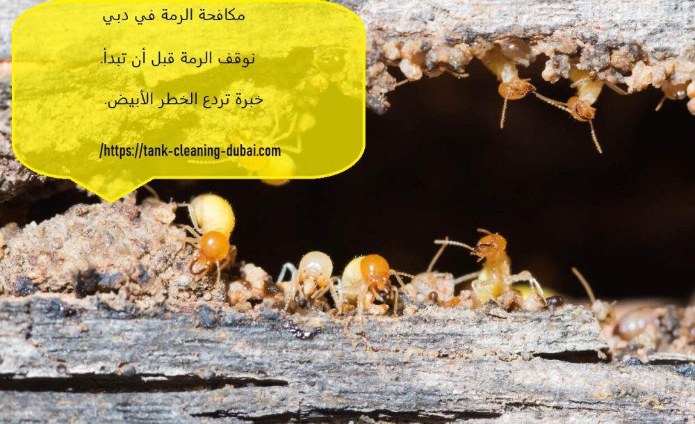 مكافحة الرمة في دبي