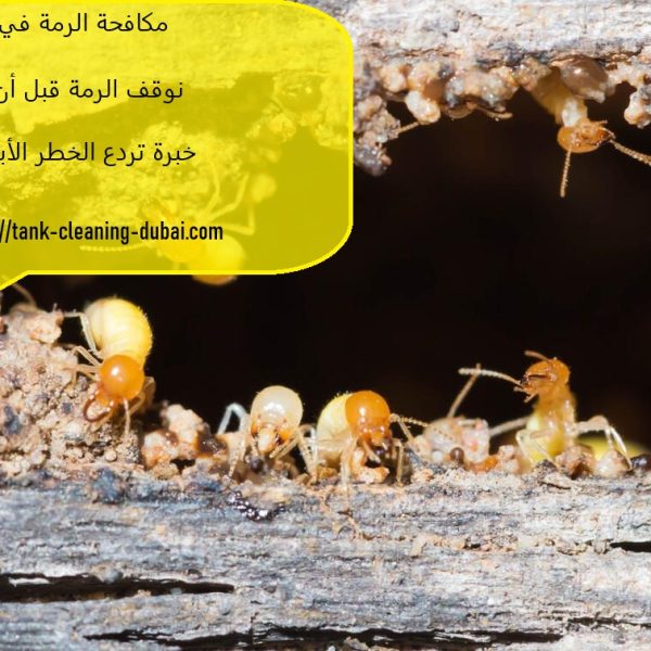 مكافحة الرمة في دبي