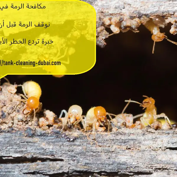 مكافحة الرمة في دبي