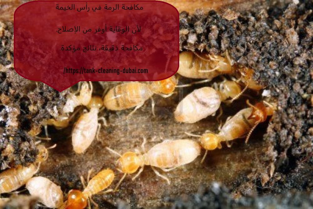 مكافحة الرمة في راس الخيمة