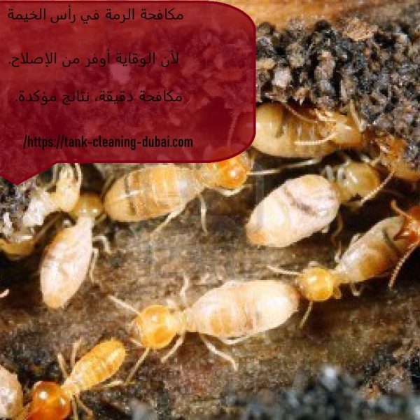 مكافحة الرمة في راس الخيمة