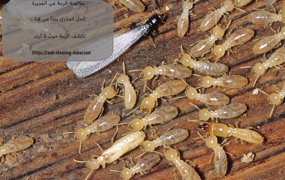 مكافحة الرمة في الفجيرة