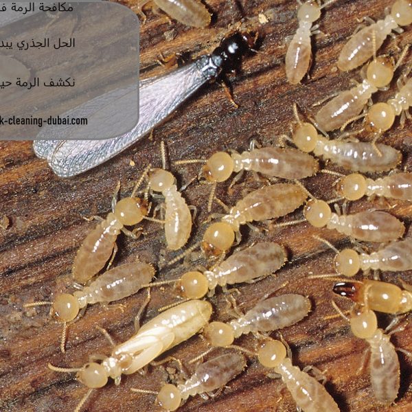 مكافحة الرمة في الفجيرة