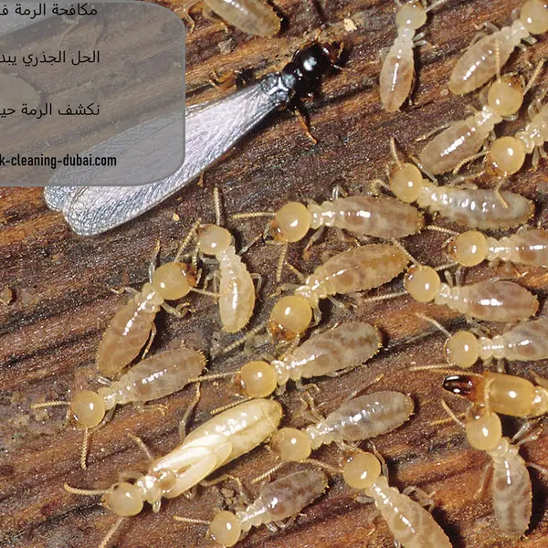 مكافحة الرمة في الفجيرة