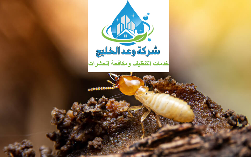 خدمات شركة مكافحة حشرات الخوانيج دبي